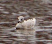 Iceland_Gull_3.jpg