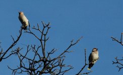 Waxwings2.jpg