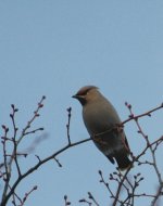 Waxwing3.jpg