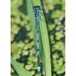 damselfly (azure)_4013.jpg