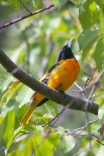 ORIOLE04.jpg