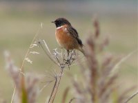 Stonechat 02 copy.jpg