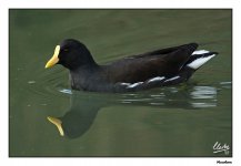 Moorhen 02.jpg