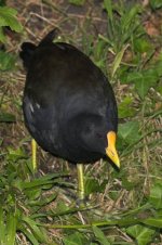 moorhen.jpg