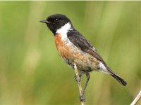 Stonechat 10 copy.jpg