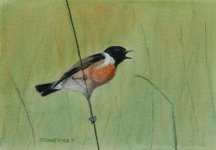 Stonechat pastel.jpg