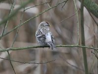 Mealy-Redpoll-A.jpg