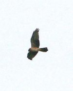 hen harrier 2.jpg