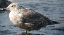 1stwinterhybridgull2.jpg