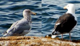 Gulls_8.jpg