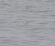 RNPhalarope.JPG