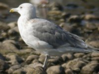 leucisticgull5.jpg