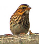 Savannah_Sparrow.jpg