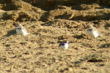 sand plovers with kentish.jpg