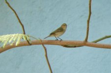 chiffchaff.jpg