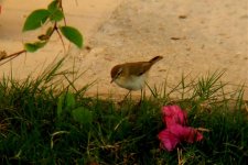 chiffchaff 2.jpg