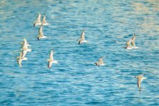 sand plover flight.jpg