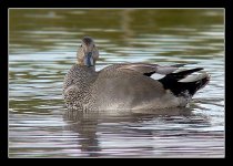 Gadwall-small.jpg