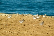 sand plovers.jpg