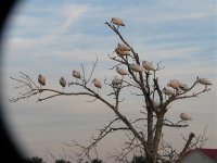 ibis roost vignetted.jpg