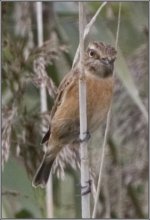 stonechat_crop.jpg