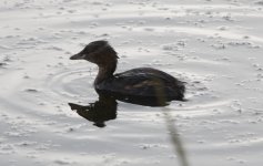 dabchick_exposure.jpg