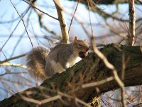 greysquirrellzoo1207.jpg