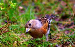 brambling finch.jpg