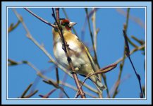 Goldfinch.jpg