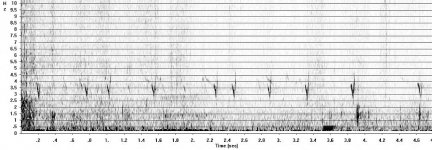 Crossbill B copy.jpg