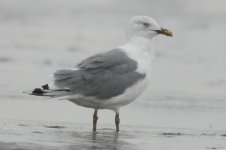 gull.jpg