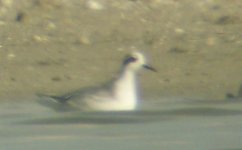 Phalarope Santa Pola 3Dec07 - 3.jpg