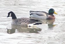 Cackling Goose IMG_0724.jpg