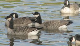 Cackling Goose IMG_0333.jpg