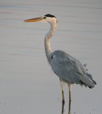 grey heron DSCN7611.jpg