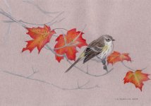 2007 Yellow-rumped Warbler.jpg