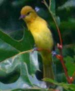 Orchard Oriole.jpg