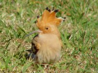 ALG082 - Hoopoe (Quinta do Lago).JPG