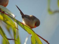 ALG021 - Waxbill.JPG