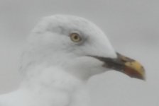 gull2.jpg