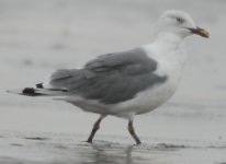 gull5.jpg