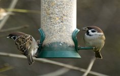 tree-Sparrow.jpg