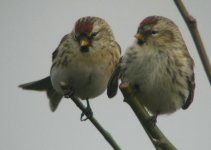 mealy pair.jpg