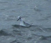 Grey Phalarope.jpg