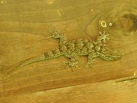 ALG058 - Gecko (Parc Ambiental).jpg