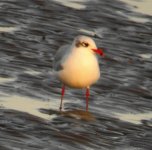 med gull2.jpg