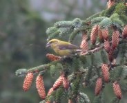 big crossbill.jpg