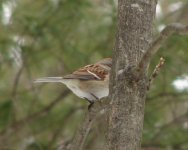 Tree Sparrow.jpg