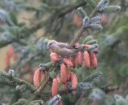 Crossbill.jpg