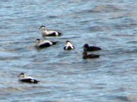 Eiders 05.jpg